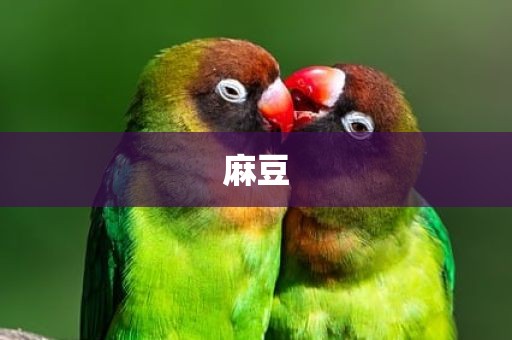 麻豆