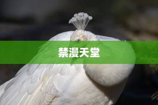 禁漫天堂