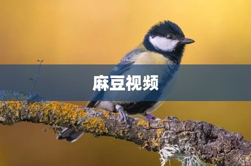 麻豆视频