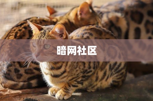 暗网社区