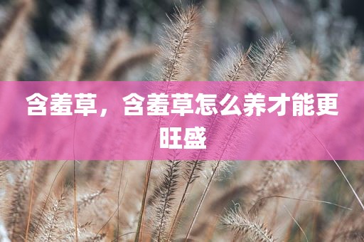含羞草，含羞草怎么养才能更旺盛