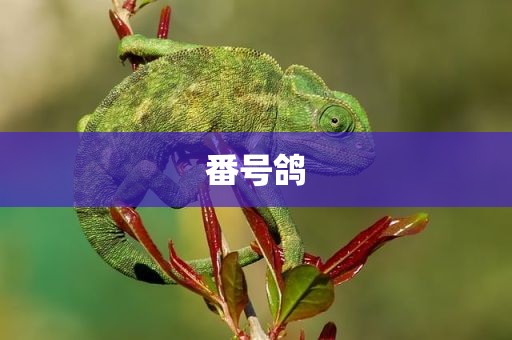 番号鸽