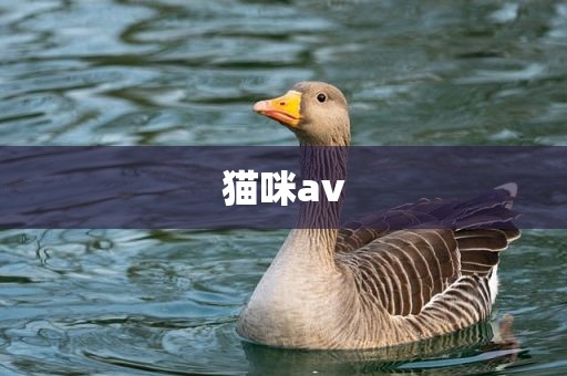 猫咪av