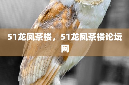 51龙凤茶楼，51龙凤茶楼论坛网