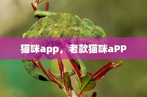 猫咪app，老款猫咪aPP