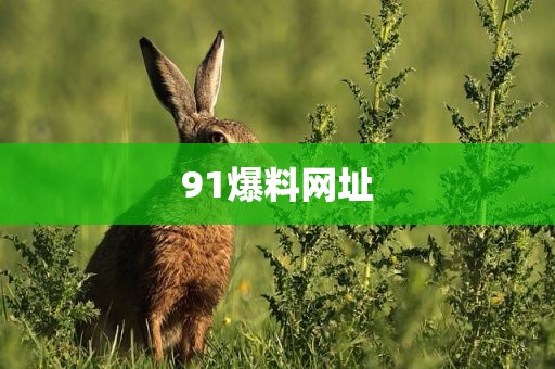 91爆料网址