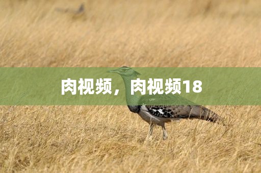 肉视频，肉视频18
