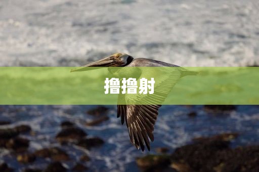 撸撸射