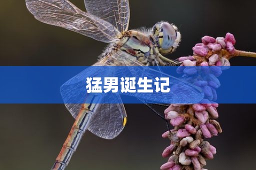 猛男诞生记