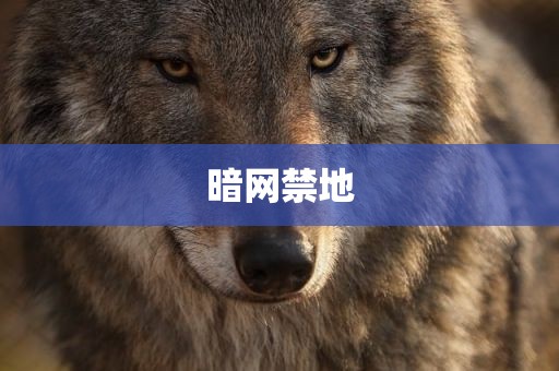 暗网禁地