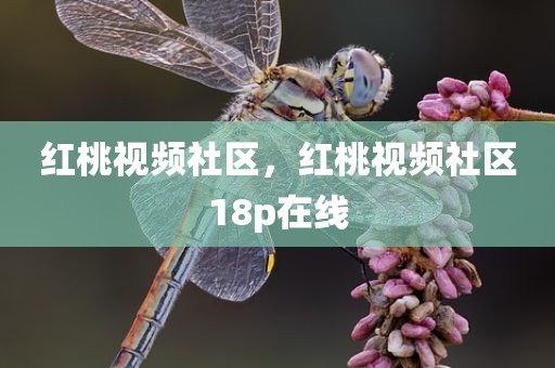 红桃视频社区，红桃视频社区18p在线
