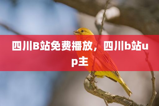 四川B站免费播放，四川b站up主