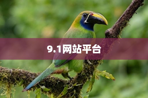 9.1网站平台