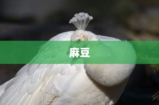 麻豆