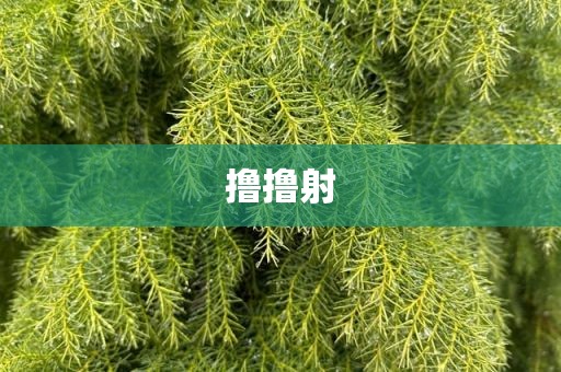 撸撸射