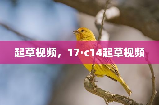 起草视频，17·c14起草视频