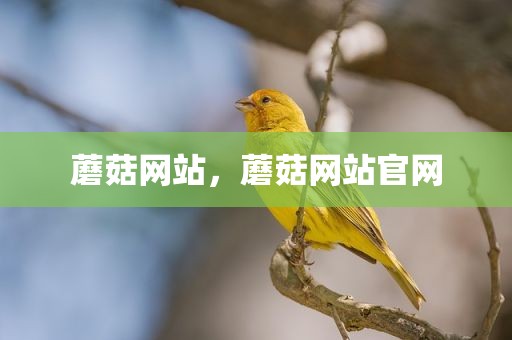 蘑菇网站，蘑菇网站官网