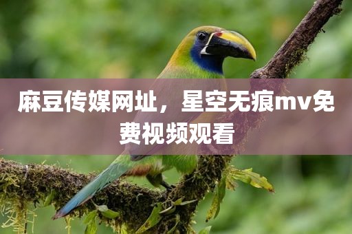 麻豆传媒网址，星空无痕mv免费视频观看