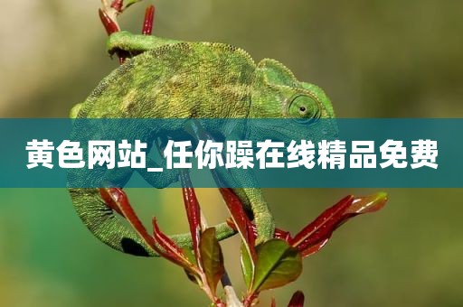 黄色网站_任你躁在线精品免费