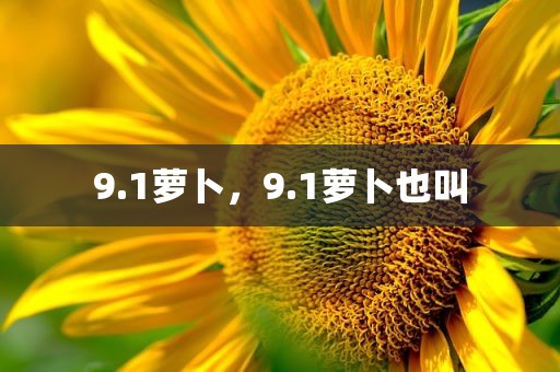 9.1萝卜，9.1萝卜也叫