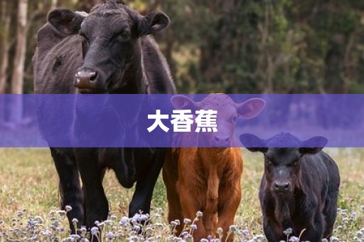 大香蕉