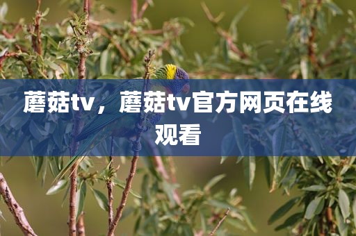 蘑菇tv，蘑菇tv官方网页在线观看