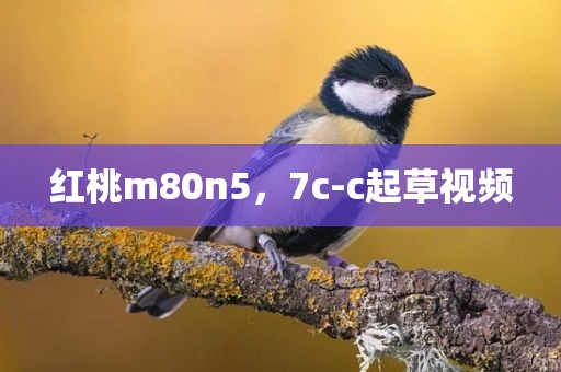 红桃m80n5，7c-c起草视频