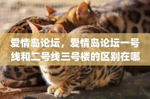 爱情岛论坛，爱情岛论坛一号线和二号线三号楼的区别在哪
