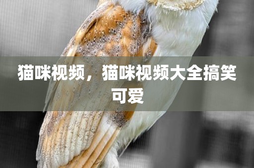 猫咪视频，猫咪视频大全搞笑可爱
