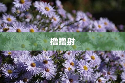 撸撸射