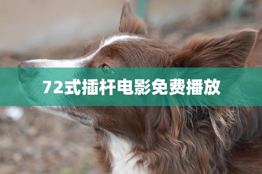 72式插杆电影免费播放