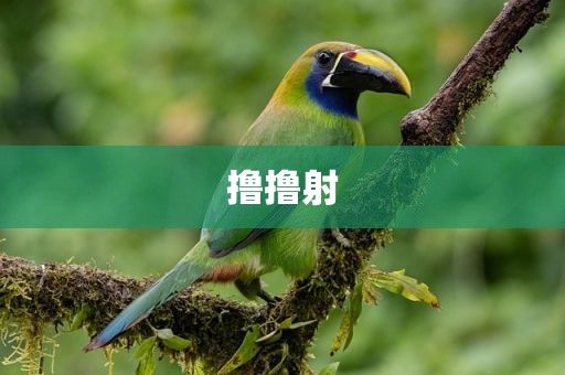 撸撸射