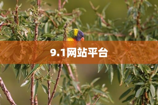 9.1网站平台