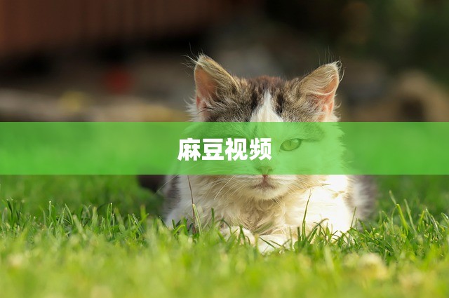 麻豆视频