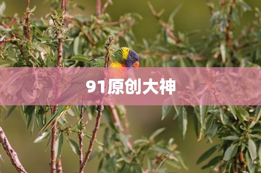 91原创大神