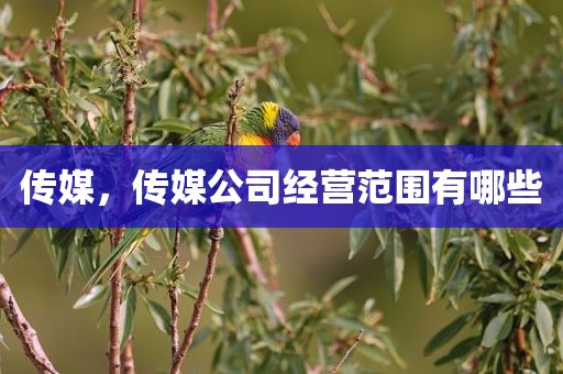 传媒，传媒公司经营范围有哪些