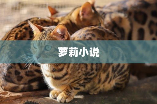 萝莉小说