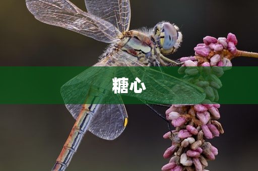 糖心