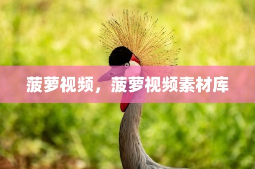 菠萝视频，菠萝视频素材库
