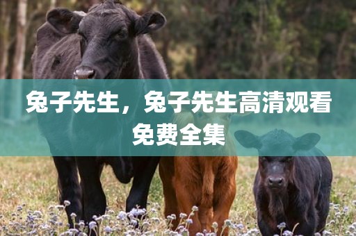 兔子先生，兔子先生高清观看免费全集