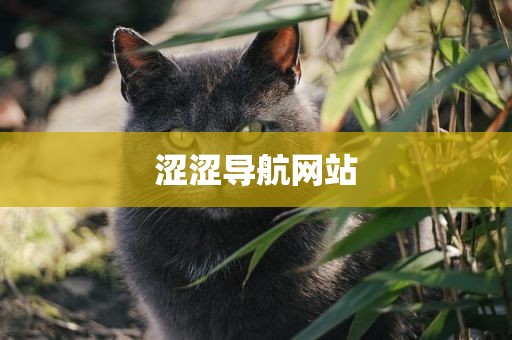 涩涩导航网站
