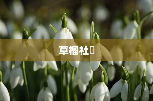 草榴社區