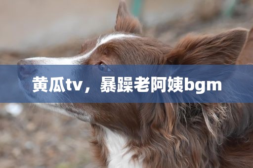 黄瓜tv，暴躁老阿姨bgm