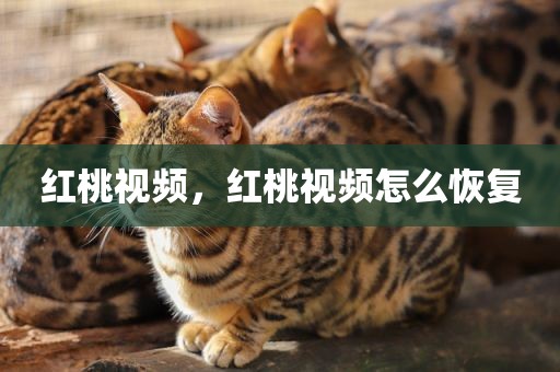 红桃视频，红桃视频怎么恢复