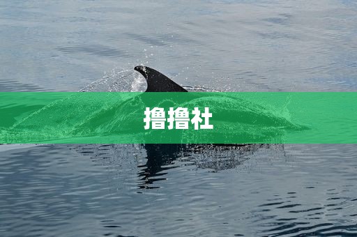 撸撸社