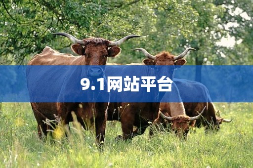 9.1网站平台