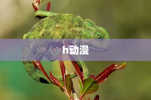 h动漫