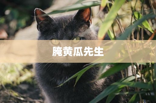 腌黄瓜先生