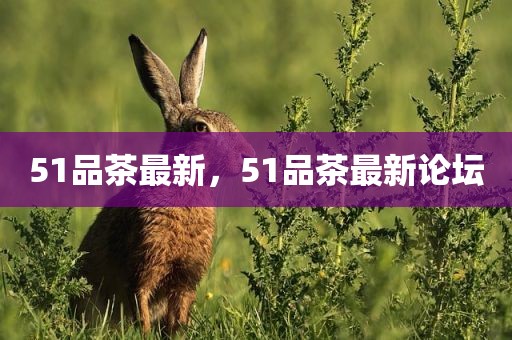 51品茶最新，51品茶最新论坛