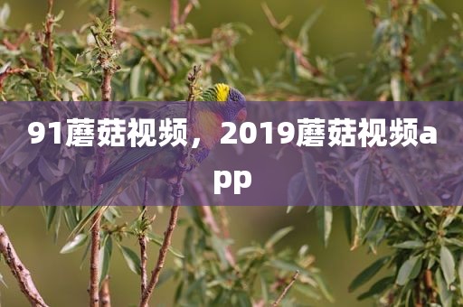 91蘑菇视频，2019蘑菇视频app